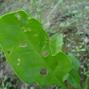 পালংশাকের ফ্লি বিটল পোকা