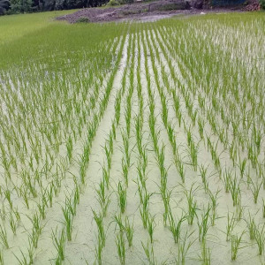 লাইন লোগো ও...