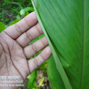 হলুদের থ্রিপস পোকা