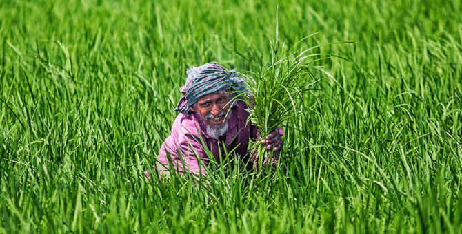 Reaper used in assasuni, satkhira